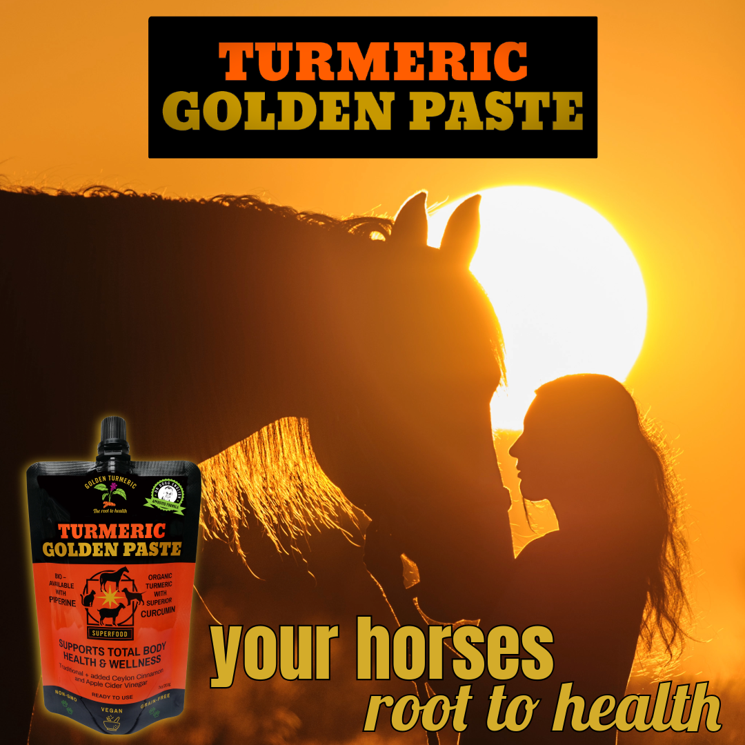 Turmeric Golden Paste for Horses