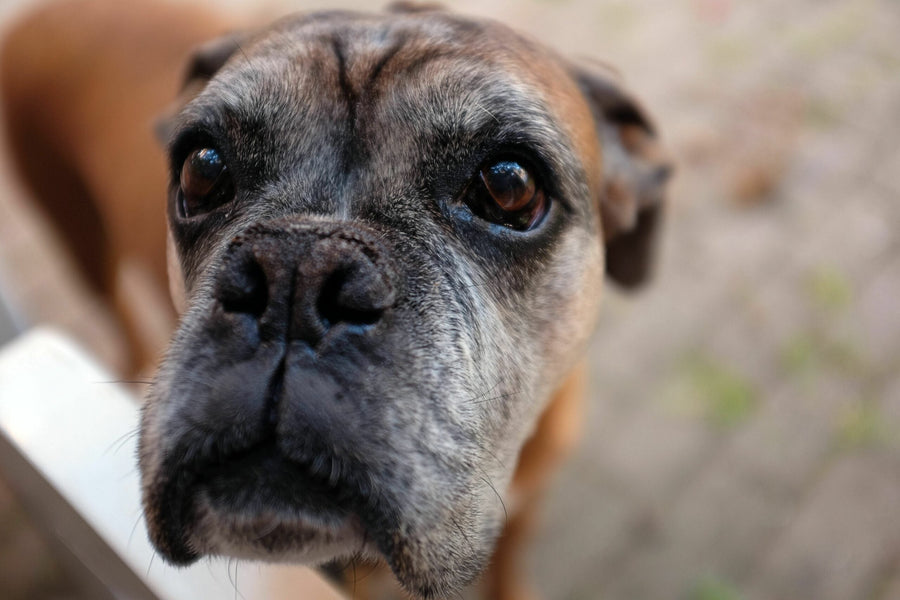 How Turmeric Can Help Your Aging Dog: The Power of Turmeric Golden Paste for Pets