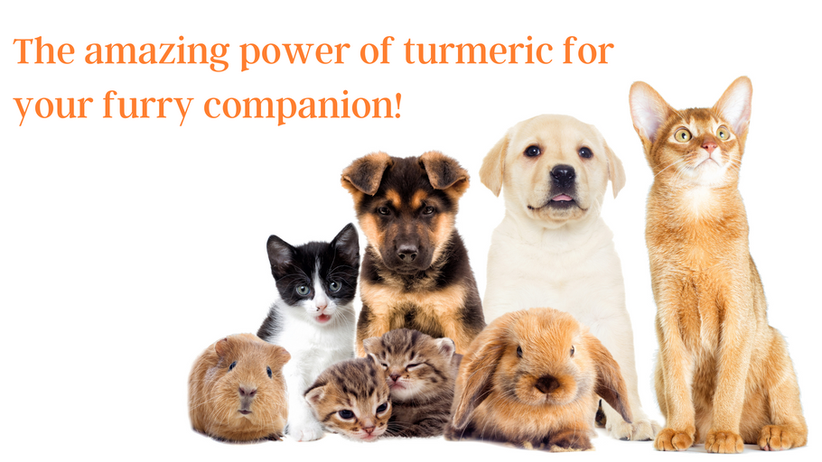 The Amazing Power of Turmeric for Your Furry Companion!